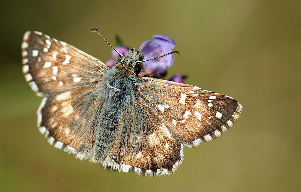 Esperidae da identificare